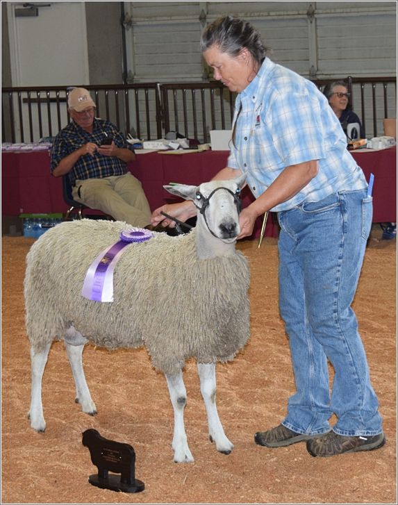 Cory McAtee shows her champion Bluefaced Leicester ewe. Photo: Rich Lundquist.
